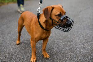 Brown dog wearing black muzzle on leash during walk, closeup of domestic pet with safety gear on asphalt road, protective canine restraint equipment for aggressive behavior prevention and control